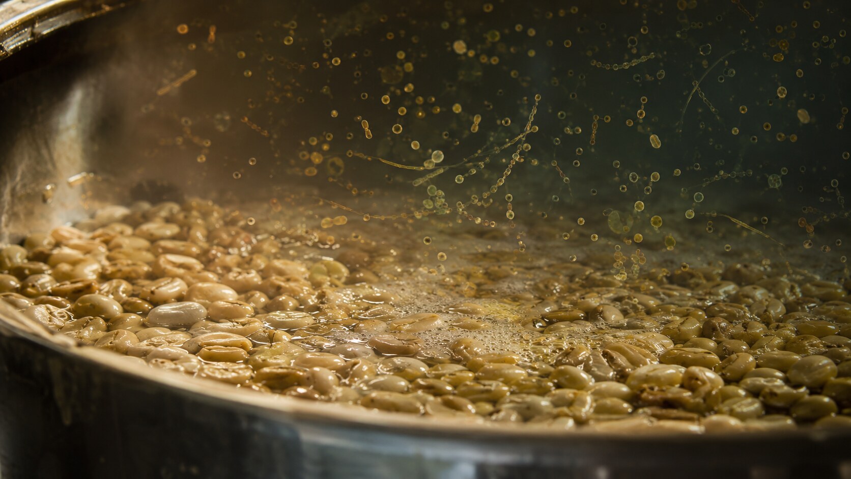 Coffee parchment fermenting in a vessel with a subtle microscopic layer representing a diverse microbial community
