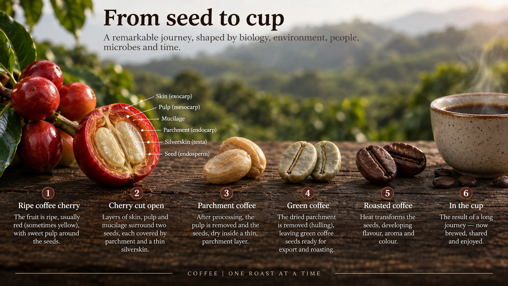 Educational sequence showing ripe coffee cherry, opened cherry, parchment coffee, green coffee, roasted coffee and brewed coffee